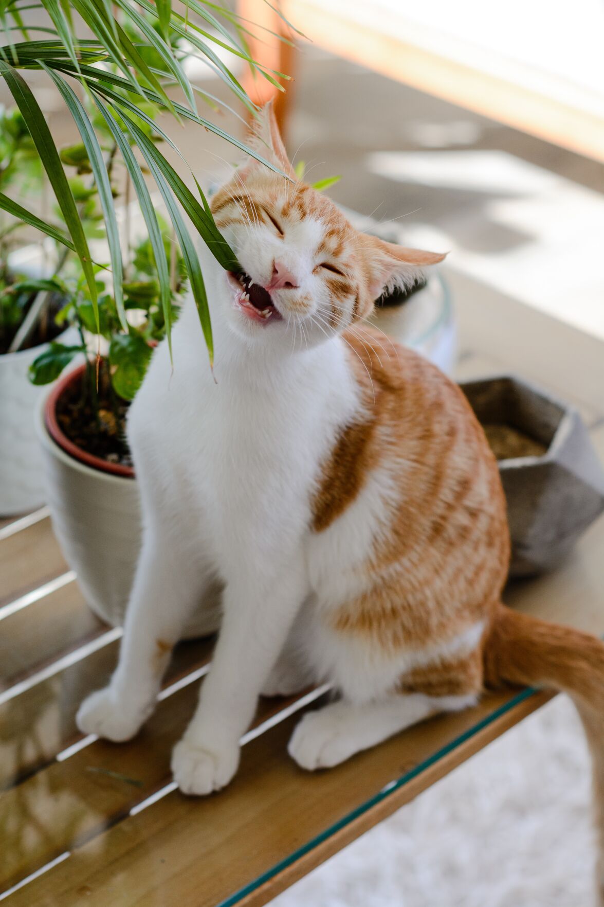 catbeingcute